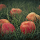 Image for article titled Complementary Colors 2